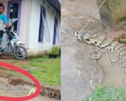 Buaya Kelayapan Di Desa Pinang Banjar,Warga Heboh
