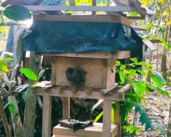 Warga Desa Air Putih Ilir Manfaatkan Lahan Kosong Untuk Budidaya Ternak Madu Klanceng