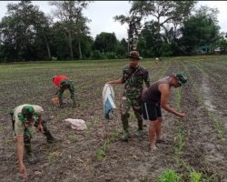 Babinsa Koramil 401-03/Sekayu Giat Pemupukan Tanaman Jagung Usia 2 Minggu