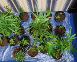 Satnarkoba Polres Solok Ringkus Pelaku Penanam Ganja Dalam Pot Belakang Rumah Di Sungai Nanam