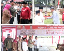 Polda Sumbar Kurban 154 Sapi dan 19 Kambing, 1 Ekor Serahkan Pada PWI Sumbar 