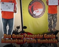 Dua Orang Pengedar Ganja  Diamankan Polres Humbahas