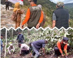 Dorong Program Integrated Farming, Wakil Bupati Solok Tinjau Perkebunan Kopi Ulu Rimbo Paninggahan