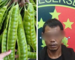 Curi Petai Berujung Maut, Nyawa Melayang Diembak Pemilik Kebun    