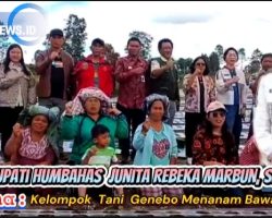 Penanaman Bawang Putih Di Desa Bonan Dolok, Adalah Program Kementan yang di Prakarsai Oleh Rebeka