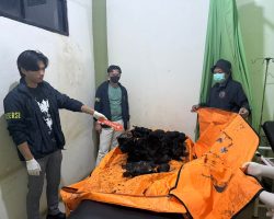 Dua Dump Truck Batu Bara Tabrakan di Jalan Hauling Muratara, Satu Sopir Tewas Terbakar