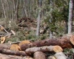 Aroma Manipulasi SKPT di Balik Penebangan Hutan Garoga, Publik Curiga Ada Permainan.