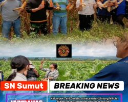 Wabup Humbahas Tinjau Panen Jagung Pioner Milik Poktan Genebo, Dorong Pengembangan Komoditas Unggulan
