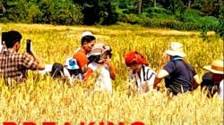 Wabup Humbang Hasundutan Hidupkan Kembali Ritual Gotilon, Warisan Budaya Batak yang Hampir Punah