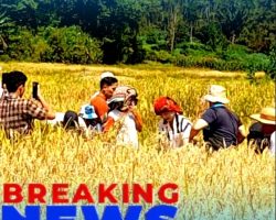 Wabup Humbang Hasundutan Hidupkan Kembali Ritual Gotilon, Warisan Budaya Batak yang Hampir Punah