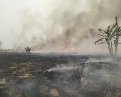 Kebakaran Lahan di Rimau Sungsang, Sekitar 33 Hektare Kebun Warga Dilalap Api.